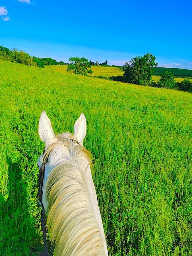 Вілла Fabuleux - Domaine Du Moulin D'Andraut Bordeaux-Chevaux-Golf-St Emilion Montussan Екстер'єр фото